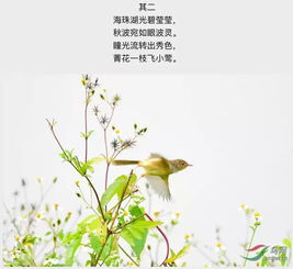 古詩(shī)中描寫(xiě)植物長(cháng)新芽的詩(shī)句