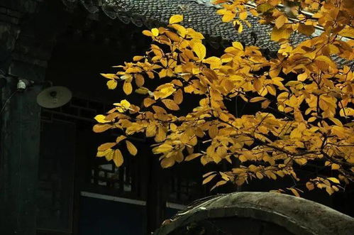 古詩(shī),詩(shī)句,秋雨,過(guò)后
