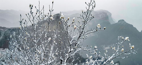 關(guān)于春雪的景色的詩(shī)句