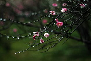 古詩(shī)春雨表示好雨的詩(shī)句