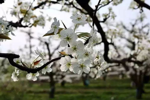 關(guān)于春天和梨花的古詩(shī)句