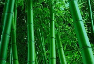 關(guān)于竹子的完整詩(shī)句