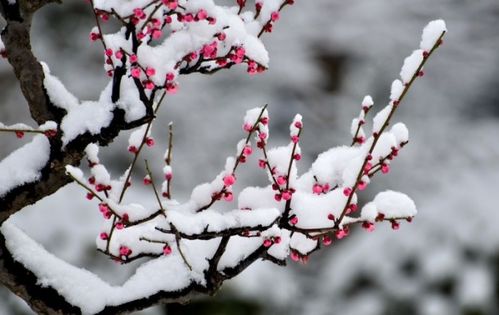 關(guān)于梅花和雪的詩(shī)句古詩(shī)詞