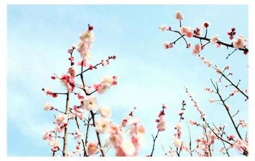 古詩(shī)75首中描寫(xiě)春天的詩(shī)句