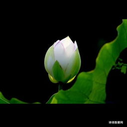 詩句,楊柳
