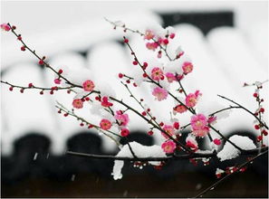 詩(shī)句,梅花