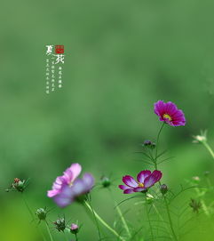 夏花,古詩(shī),詩(shī)句