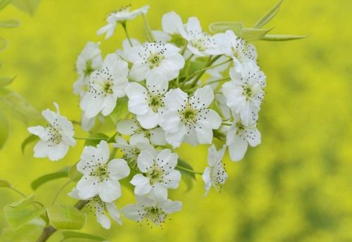 帶梨花的詩(shī)句古詩(shī)三年級,帶梨花的詩(shī)句古詩(shī)及含義,帶梨花的詩(shī)句古詩(shī)大全