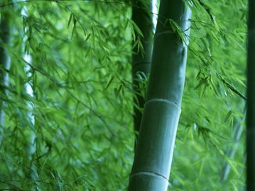 竹子,詩(shī)句,完整