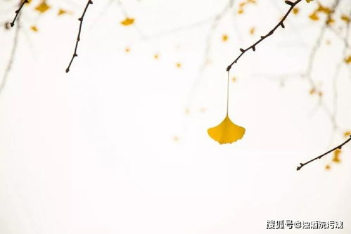 詩(shī)句