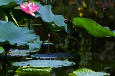 贊美揚州的詩(shī)句古詩(shī)詞,贊美秋雨的詩(shī)句古詩(shī)詞,贊美風(fēng)景的詩(shī)句古詩(shī)詞