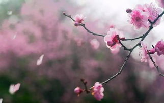 詩(shī)經(jīng)中有哪些關(guān)于春天的詩(shī)句