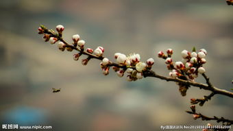 描寫(xiě)蜜蜂與桃花的詩(shī)句古詩(shī)詞