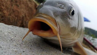 釣鯉魚(yú)的古詩(shī)句