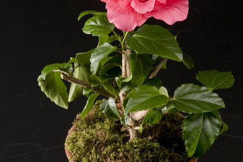 陸游山茶花的詩(shī)句古詩(shī)