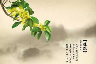 關(guān)于桂花雨的詩(shī)句