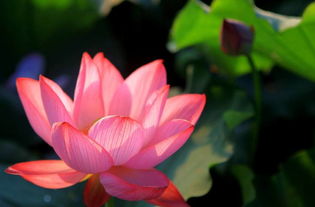 關(guān)于蓮花勵志的詩(shī)句