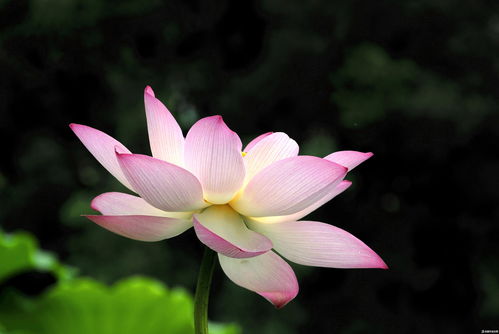 寫(xiě)荷花寫(xiě)雨的詩(shī)句古詩(shī)大全