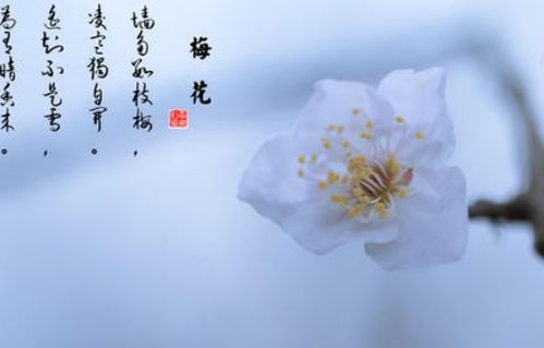初中描寫(xiě)秋天的詩(shī)句,初中描寫(xiě)冬天的詩(shī)句,初中描寫(xiě)秋天的詩(shī)句有哪些