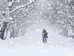帶雪的詩(shī)句古詩(shī)大全花字的詩(shī)句100首,贊美雪的詩(shī)句古詩(shī)大全,關(guān)于雪和梅的詩(shī)句古詩(shī)大全