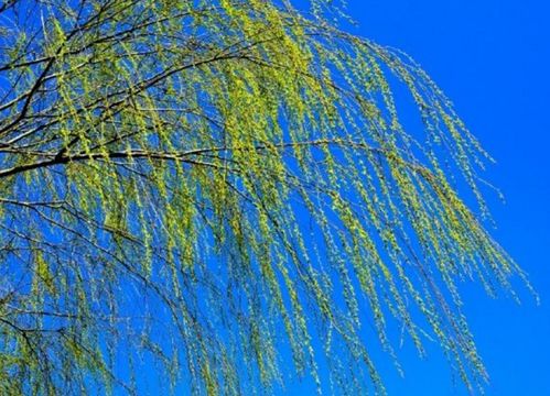 有關(guān)春天柳樹(shù)的詩(shī)句古詩(shī)句