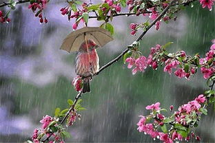 關(guān)于下春雨的古詩(shī)句