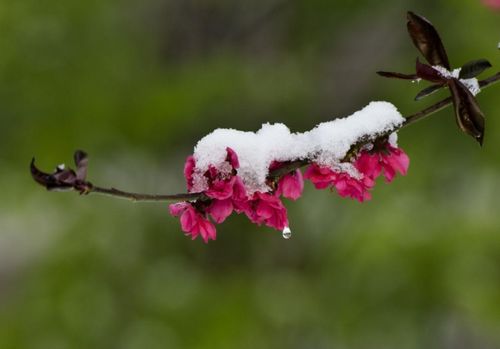 關(guān)于二月春雪的詩(shī)句