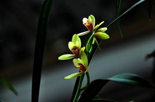 關(guān)于蘭花和愛(ài)的詩(shī)句