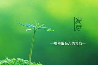 關(guān)于春天寫(xiě)竹的詩(shī)句古詩(shī)