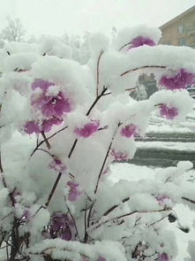 描寫(xiě)五月飛雪的古詩(shī)句