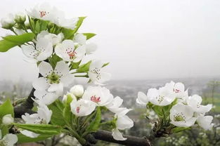 春天桃花的詩(shī)句古詩(shī),描寫(xiě)春天桃花的詩(shī)句古詩(shī),描寫(xiě)春天梨花開(kāi)的詩(shī)句古詩(shī)