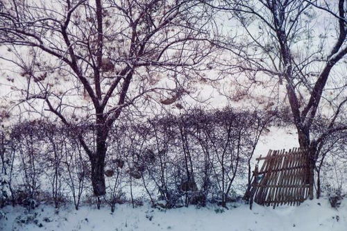 我想,詩(shī)句,下雪