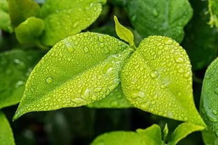 飛花,詩句,令帶雨