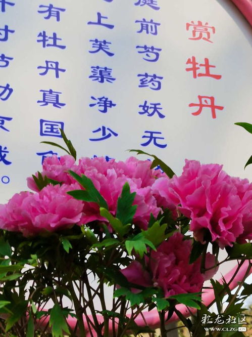 贊牡丹古詩(shī)句