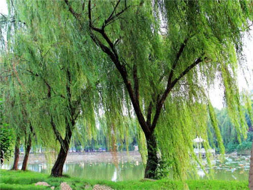 關(guān)于鶴和柳樹(shù)的詩(shī)句有哪些