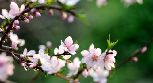 關(guān)于桃花剛開(kāi)放的詩(shī)句