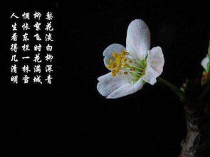 關(guān)于含有梨花的古詩(shī)句