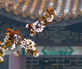 形容百花齊放的古詩(shī)句