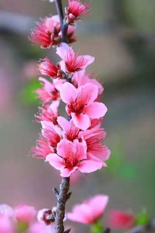 關(guān)于桃花依舊笑春風(fēng)的詩(shī)句