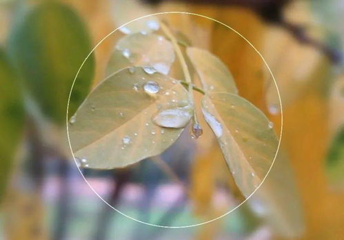 秋雨過(guò)后的詩(shī)句古詩(shī)大全