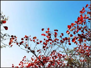 關(guān)于紅葉相思的詩(shī)句古詩(shī)詞