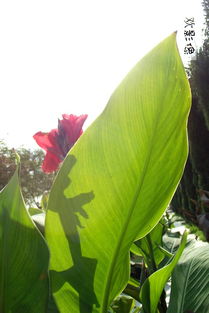 關(guān)于花蟲(chóng)鳥(niǎo)樹(shù)的詩(shī)句