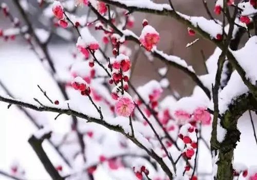 杜甫關(guān)于梅花的詩(shī)句有哪些