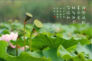 描寫(xiě)兒童剝蓮蓬的古詩(shī)句