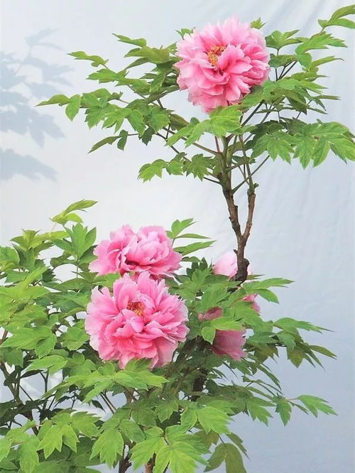 關(guān)于帶花的詞語(yǔ)帶花的詩(shī)句