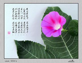 關(guān)于牽牛花的詩(shī)句古詩(shī)
