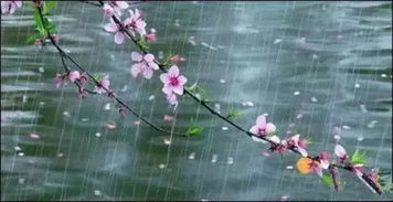 雨和花的詩(shī)句古詩(shī),描寫(xiě)雨和花的詩(shī)句古詩(shī),關(guān)于花的詩(shī)句古詩(shī)