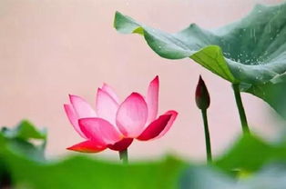 關(guān)于雨后耕種的古詩(shī)句