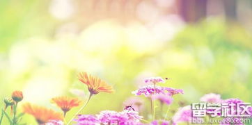 關(guān)于贊揚花的詩(shī)句