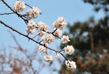 詩(shī)句,春日,賞花